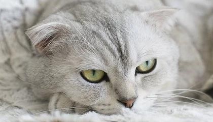 快乐（不）新钥匙：TWW第三赛季大秘境第21周排名